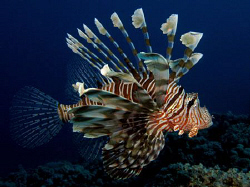 Lionfish shot late in the day
Canon G9 and Ikelite strobe by James Dawson 